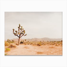 One Joshua Tree Canvas Print