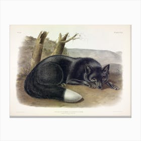 American Black Or Silver Fox, John James Audubon Canvas Print
