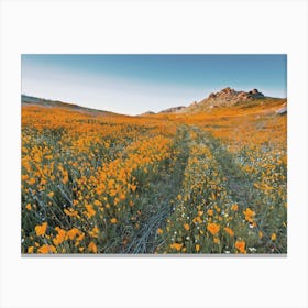 California Poppy Flower Field Canvas Print