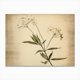 White Vintage Flower Drawing Canvas Print