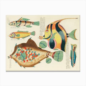 Colourful And Surreal Illustrations Of Fishes Found In Moluccas (Indonesia) And The East Indies, Louis Renard(90) Canvas Print