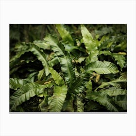 Botanical Tropical Leaves // Nature Photography Canvas Print