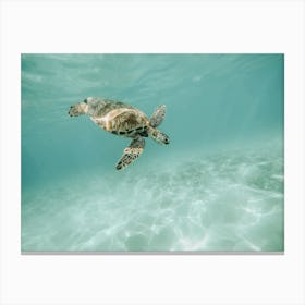 Ocean Sea Turtle Canvas Print