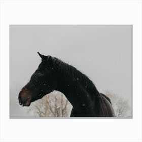 Horse And Snow Canvas Print