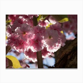 Pink blossoms of ornamental cherry 5 Canvas Print