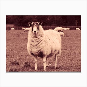 Sheep In A Field 2 Canvas Print