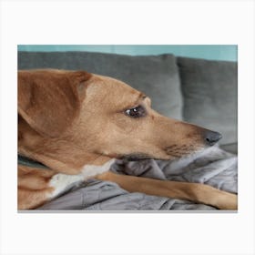 Protector dog Canvas Print