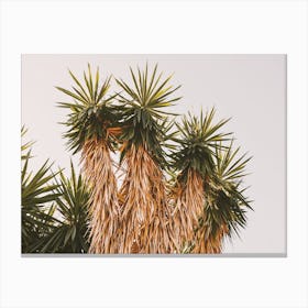 Desert Yucca Canvas Print