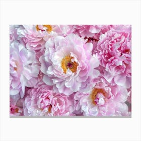 Pink Peonies 3 Toile