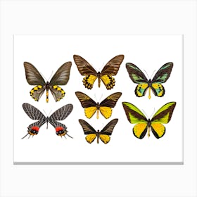 Collection Of Yellow Butterflies Canvas Print