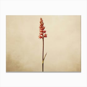 Red Flower On A Stem Canvas Print