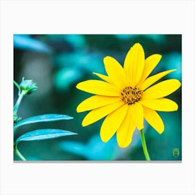 Yellow Flower 20221022541pub Canvas Print