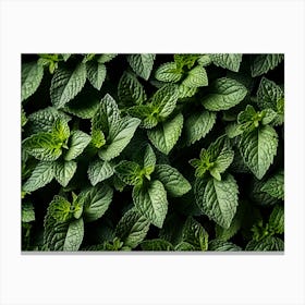 Close Up Of Mint Leaves 2 Canvas Print