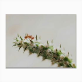 Cactus and Ant Canvas Print