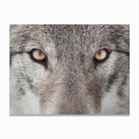 Wolf Eyes Canvas Print
