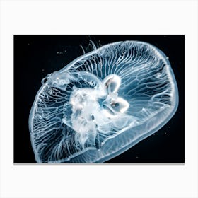 Jellyfish Canvas Print