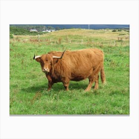 Highland Cattle Scottish Highlands Countryside Canvas Print