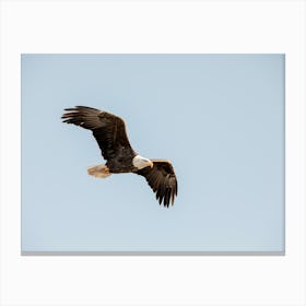 American Eagle In The Blue Sky Canvas Print