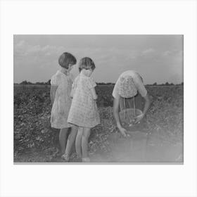 Untitled Photo, Possibly Related To Daughter Of Tenant Farmer Living Near Muskogee, Oklahoma, Picking Canvas Print