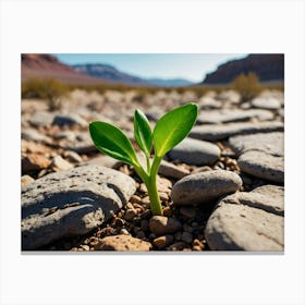 Plant In The Desert Canvas Print