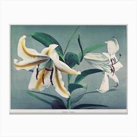 Lily, Hand Colored Collotype From Some Japanese Flowers (1897), Kazumasa Ogawa Canvas Print