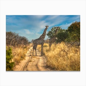 giraffe at sunset okavango Canvas Print