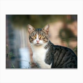 Cat In The Grass Canvas Print