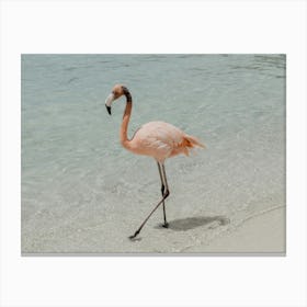 Pink Flamingo on Aruba Island Toile