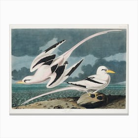 Tropic Bird, Birds Of America, John James Audubon Canvas Print