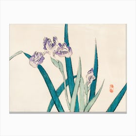 Asian Iris 1 Canvas Print