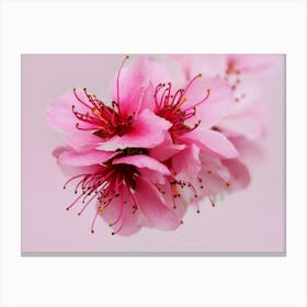 Pink Peach Blossom 1 Canvas Print