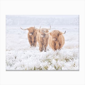 Winter Highland Cow Canvas Print