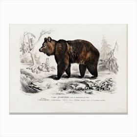 Brown Bear (Ursus Arctos), Charles Dessalines D'Orbigny Canvas Print