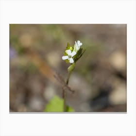 Tiny White Wildflower Macro Canvas Print