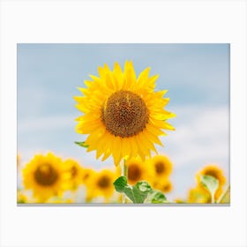 Sunflower Power Canvas Print