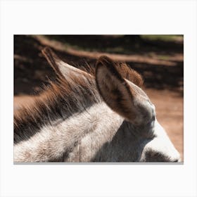 Donkey Ears Canvas Print