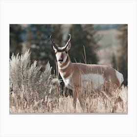 Utah Pronghorn Scenery Canvas Print