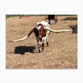 Longhorns Canvas Print