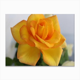 Yellow Rose Canvas Print