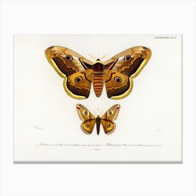 Emporor Moths, Charles Dessalines D'Orbigny Canvas Print