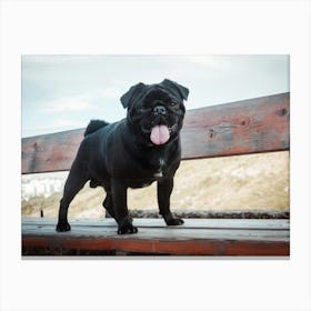 Black Pug Dog On A Bench Canvas Print