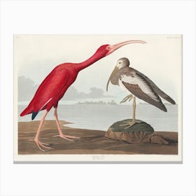 Scarlet Ibis, Birds Of America John James Audubon Canvas Print