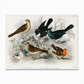 Song Thrush, Ring Ouzel, Blackbird, Wheat Ear, Sky Lark, And Redbreast, Oliver Goldsmith Canvas Print