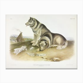 Esquimaux Dog, John James Audubon Canvas Print