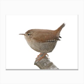 4x3 Wren Canvas Print