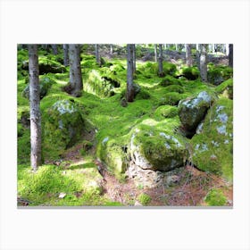 Moss Covered Rocks In The Forest Canvas Print