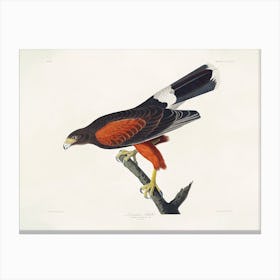  Louisiana Hawk, Birds Of America, John James Audubon Canvas Print