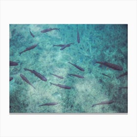 A School Of Fish Swimming In Clear Azure Water Canvas Print