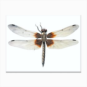  Dragonfly Wandering Glider Minimal Illustration  Canvas Print