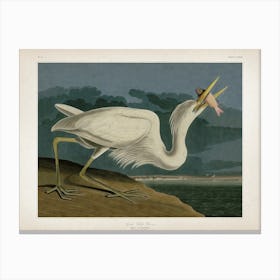 Vintage Audubon 2 Great White Heron Canvas Print
